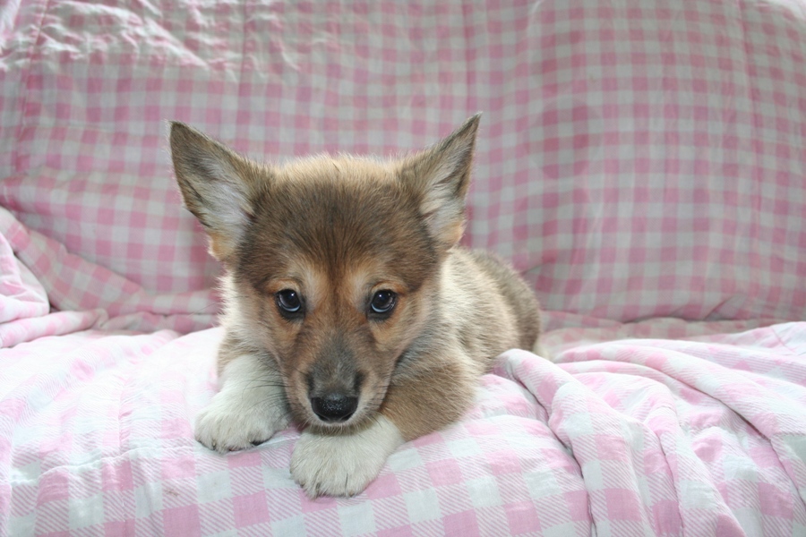 Puppies